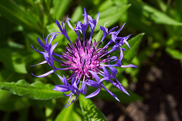 Cornflower 'Mountain Bluet'