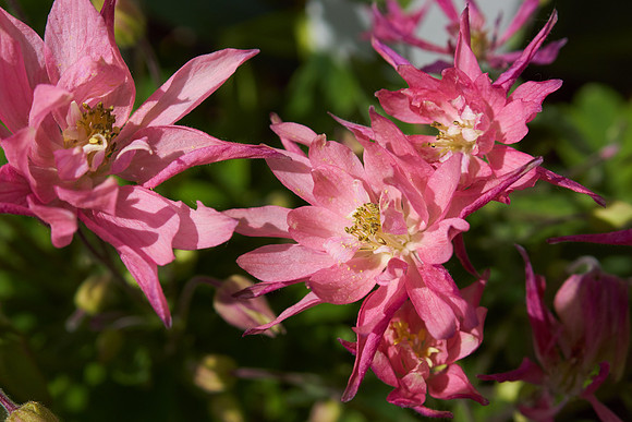 Monarda 'Raspberry Wine'