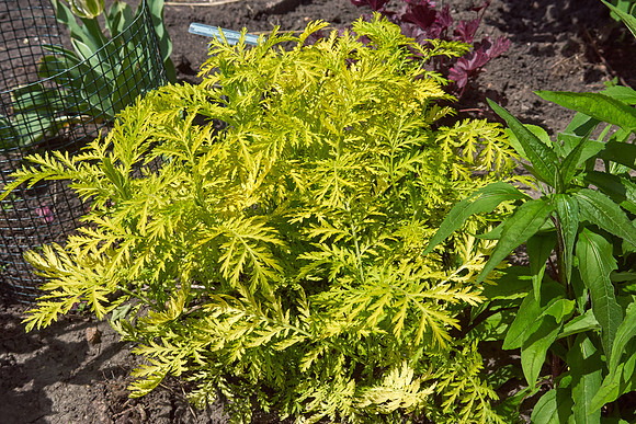 Tansy 'Isla Gold'