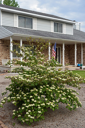 Tree, Ray's Memorial