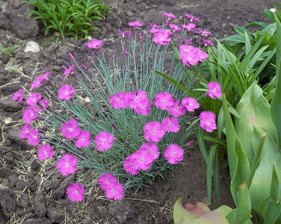 Dianthus 'Firewitch'