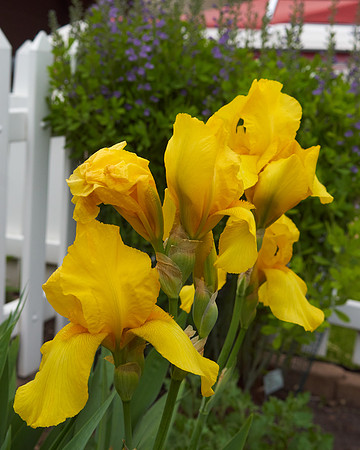 Iris 'Harvest of Memories'