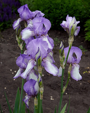 Iris, Purple/White