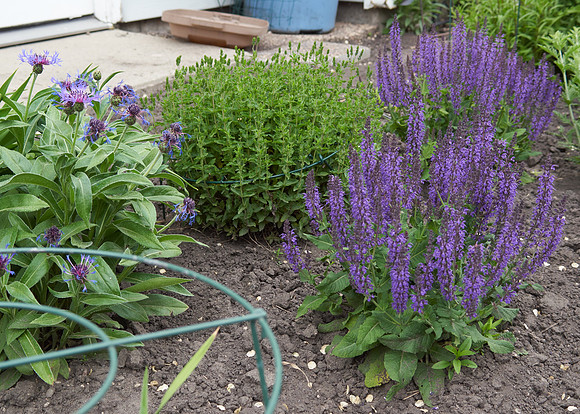 Salvia, 'Blue Queen'