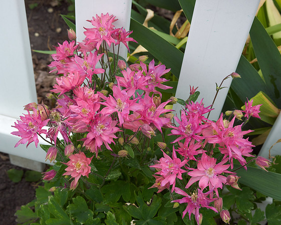 Monarda 'Raspberry Wine'