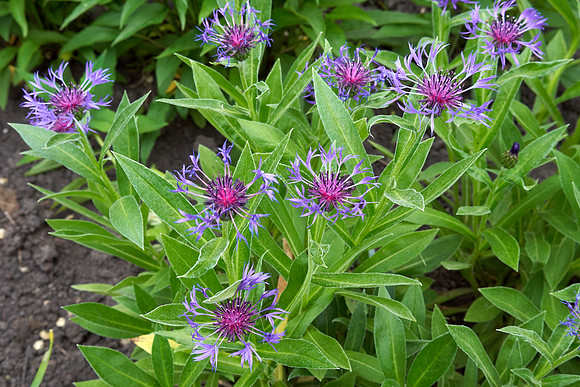 Cornflower 'Mountain Bluet'