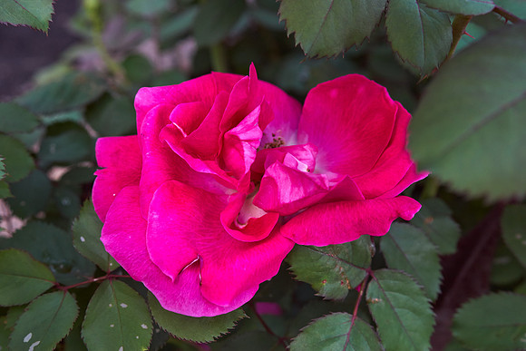 Rose 'Winnipeg Park'