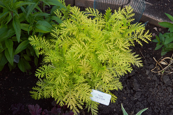 Tansy 'Isla Gold'