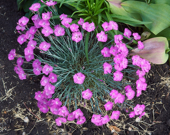 Dianthus 'Firewitch'