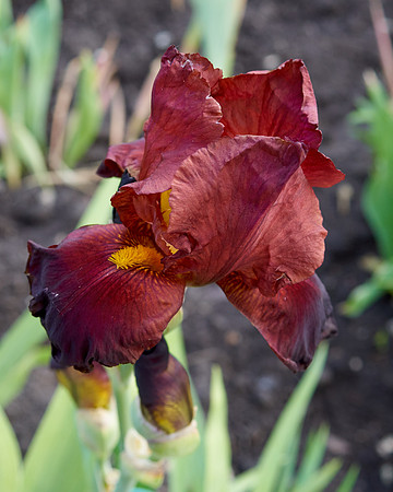 Iris 'Infrared'