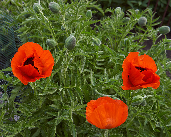 Poppy, Orange Oriental