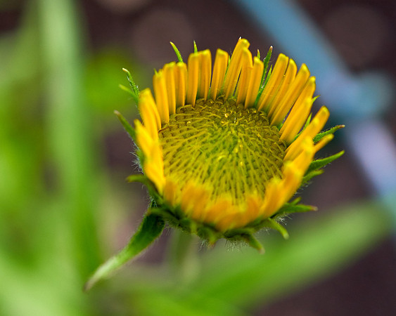 Leopard's Bane  'Little Leo'