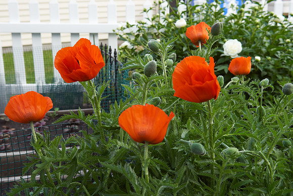 Poppy, Orange Oriental