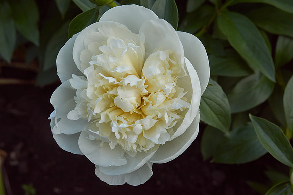 Peony, White