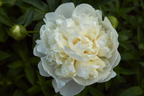 Peony, White