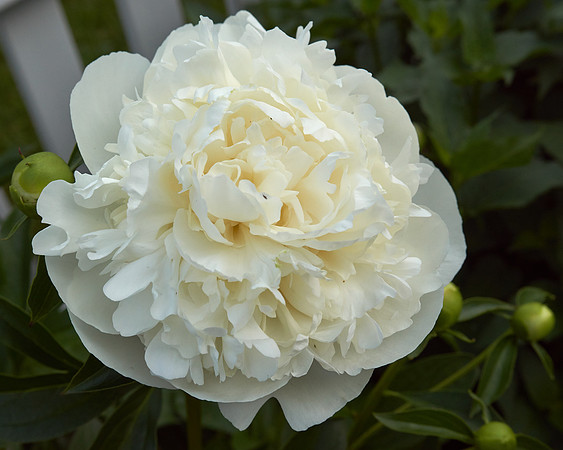 Peony, White