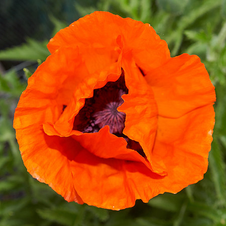 Poppy, Orange Oriental