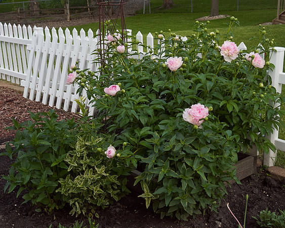 Peony 'Deep Rose'