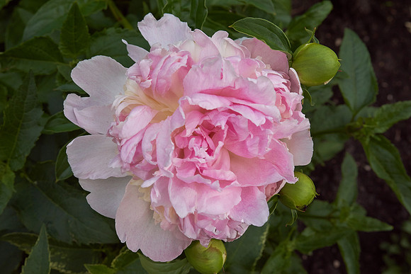 Peony 'Deep Rose'