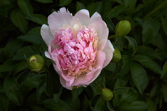 Peony 'Deep Rose'
