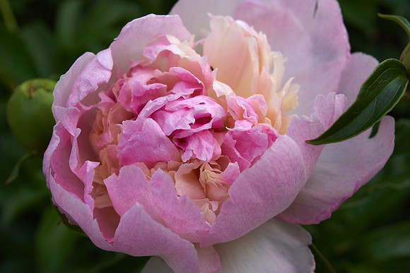 Peony 'Deep Rose'
