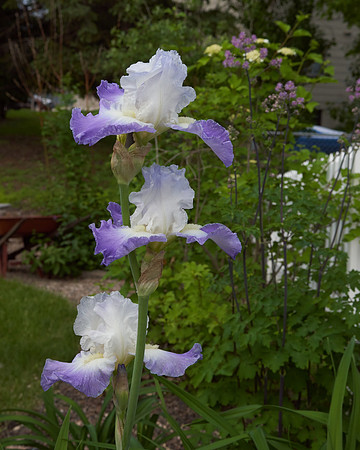 Iris, Purple/Blue