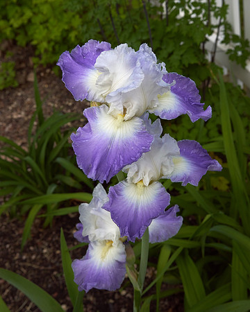 Iris, Purple/Blue