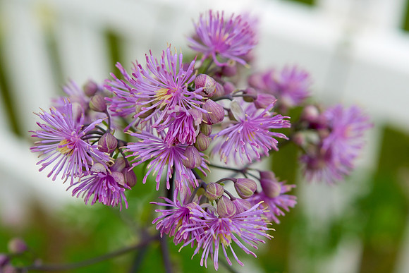 Thalictrum 'Black Stockings'