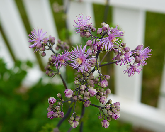 Thalictrum 'Black Stockings'