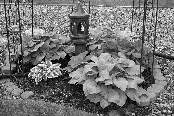 Hostas