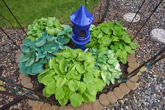 Hostas