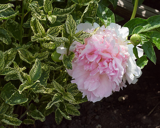 Peony 'Deep Rose'