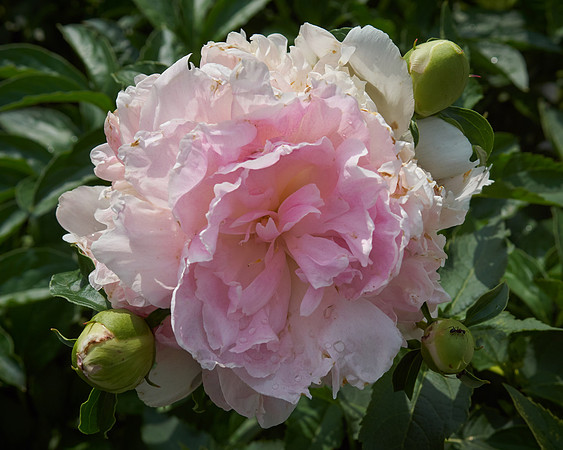Peony 'Deep Rose'