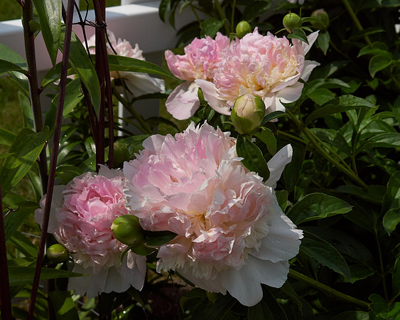 Peony 'Deep Rose'