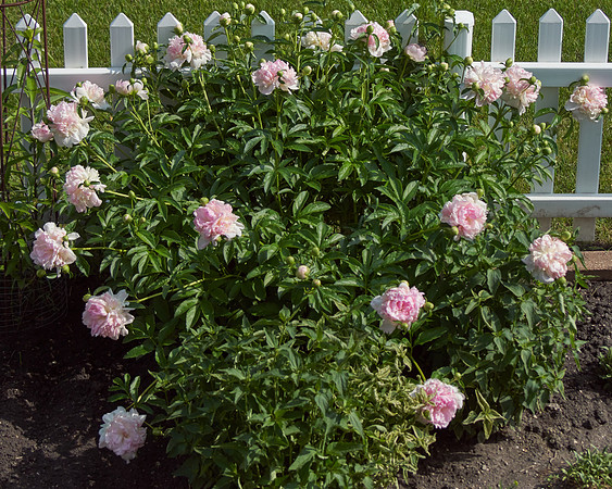 Peony 'Deep Rose'
