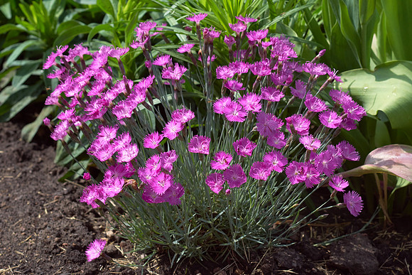 Dianthus 'Firewitch'