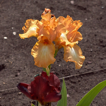 Iris 'Feminine Charm'