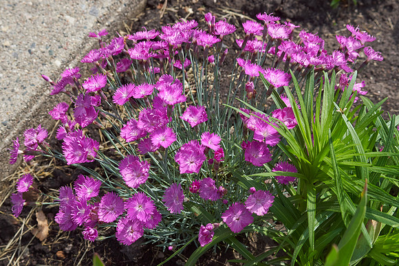 Dianthus 'Firewitch'