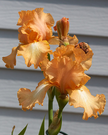 Iris 'Feminine Charm'