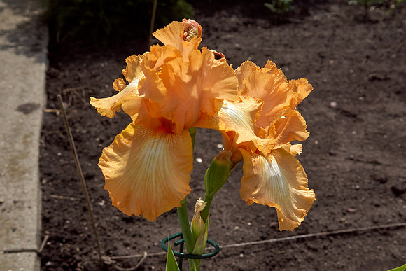 Iris, Orange