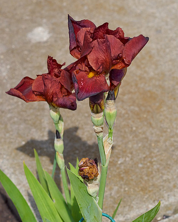 Iris, Dark Red