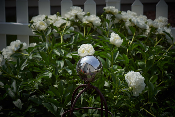 Peony, White
