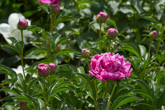 Peony, Pink