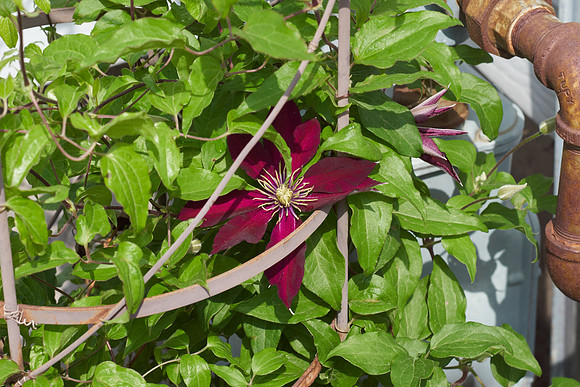 Clematis 'Niobe'