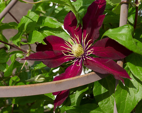 Clematis 'Niobe'