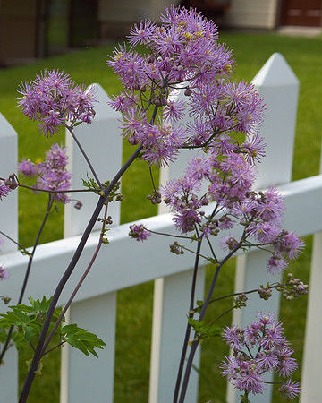 Thalictrum 'Black Stockings'