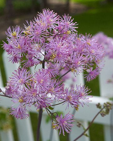 Thalictrum 'Black Stockings'