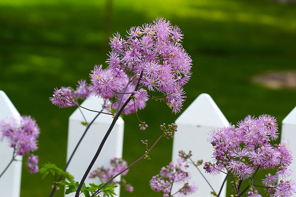 Thalictrum 'Black Stockings'