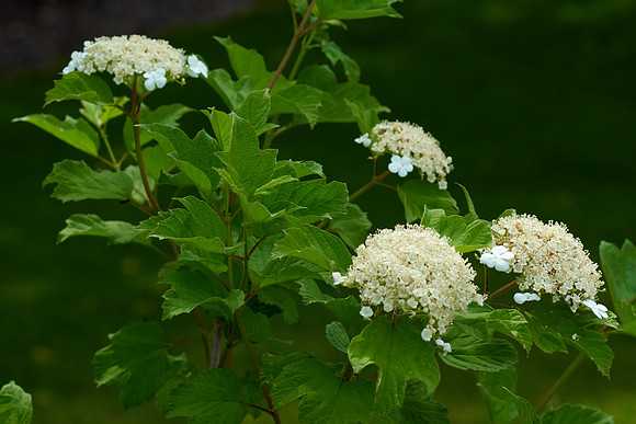 Tree, Ray's Memorial