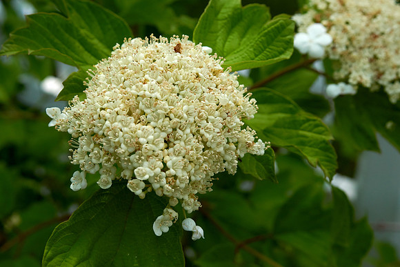 Tree, Ray's Memorial